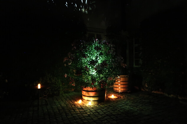 Zářící oleandr